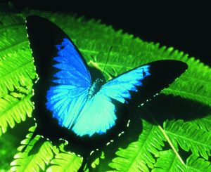 Australian Butterfly Sanctuary - Redcliffe Tourism