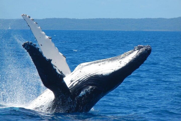 Mooloolaba Whale Watching Tour - Redcliffe Tourism